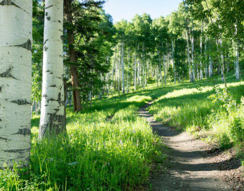 Hiking Path