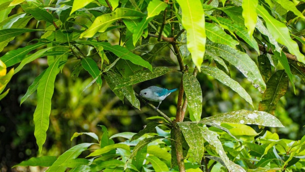 Coffee tree on costa rica