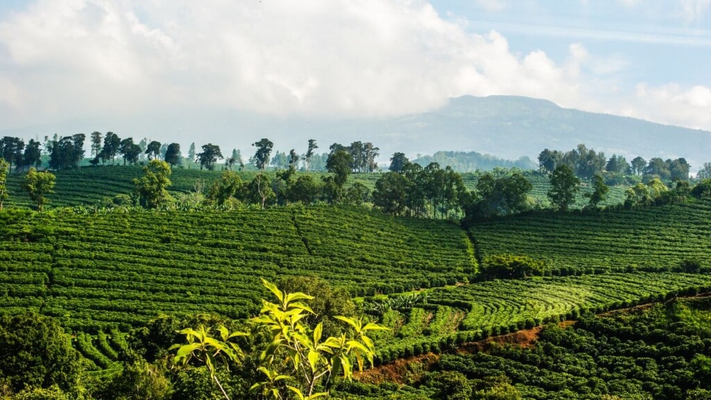 Costa Rica Coffee Plantation