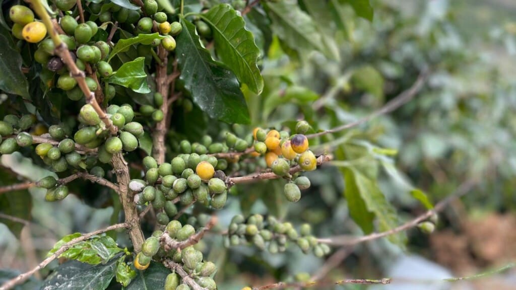 Typica Coffee Tree