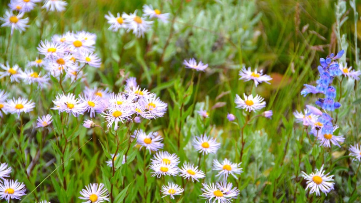 Explore the Beauty of Alpine Gardens in Vail, Colorado